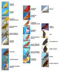 GOSTO DE CANÁRIOS BELGAS: TABELAS DE CORES CONHECIDAS