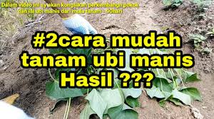 Hi all hari ini saya nak masak manisan (bubur ubi keledek ) bahan² 2 ubi keledek 2½ sb gula perang 3 sb gula hitam 3. 2 Teknik Mudah Tanam Ubi Manis Ubi Rambat Hasil Terbaik Youtube