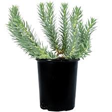 Image result for Euphorbia depauperata