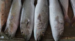 Possíveis causas para a doença. Saiba Quais Peixes Estao Mais Associados A Sindrome De Haff Ne10 Interior