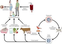 Some Ways Transmission Of Diseases Through Animals Occur Life Cycles Animal Companions Life