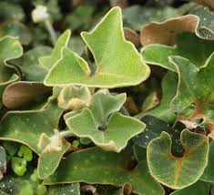 Image result for Pyrrosia schimperiana