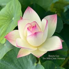 Image result for Lotus wildii