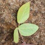 Image result for Rhynchosia usambarensis