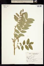 Image result for Ateleia herbert-smithii