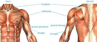 Quand les 2 muscles se contractent simultanment, ils tirent sur le tilt du fascia lata et provoquent. Muscles Bpjeps