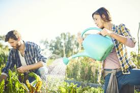 Although it may seem like you are giving your plants relief from the scorching sun, in reality, daytime watering can cause serious damage. 20 Rules For Watering Plants So That You Don T Kill Them