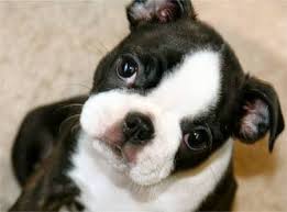 Visit us now to find your dog. Boston Terriers Are The Cutest Boston Terrier Terrier Boston Terrier Love