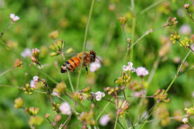 Image result for Boerhavia cordobensis