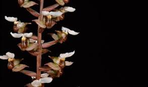 Image result for Rhipidoglossum ovale