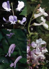 Image result for Equilabium petiolare