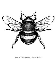 Here you can explore hq bumblebee insect transparent illustrations, icons and clipart with filter setting like size, type, color etc. Bumblebee Hand Drawn Vector Illustration Tattoo A Bumblebee Drawn Hand Illustration Tattoo Black And White Art Drawing Bumblebee Drawing Bee Drawing