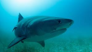 Les requins utilisent plusieurs méthodes d'attaque différentes. Une Jeune Femme Originaire De Caen Tuee Aux Antilles Par Un Requin Tigre