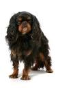 English Toy Spaniels for Sale | Dogs on Oodle Classifieds