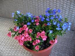 Image result for ostruhatka