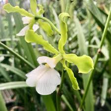 Image result for Buchnera randii