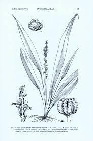 Image result for Anthericaceae