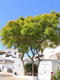 Image result for Tipuana