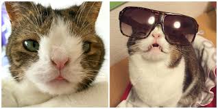 People addressed monty as a cat with down syndrome, and it went viral. Meet Global Ambassador Monty The Magnificent The Purrington Post