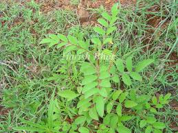 Image result for Indigofera astragalina-hirsuta