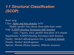 Alcohol Dehydrogenase Adh Inaki Mtz De Ilarduya Lorena Pantano Rubino Albert Mascarell I Creus Structural Bioinformatics Adh Speach Msc Bioinformatics Ppt Download