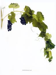 The wild grape is often classified as v. Native Wine Grapes Of America Wine Folly