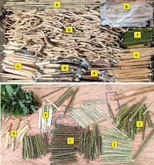 Image result for Pittosporum abyssinicum