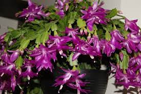 Ysanabria S Image Zygocactus Container Flowers Christmas Cactus Care