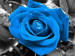 The ice road (piège de glace) (bilingual) 234. Como Plantar Rosas Azules En El Jardin Tendenzias Com