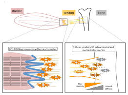 Its morphology in the native solid state, methods of identification and characterization and chemical modifications, as well as the difficulties in utilizing and processing it. Tendons And Ligaments Connecting Developmental Biology To Musculoskeletal Disease Pathogenesis Abstract Europe Pmc