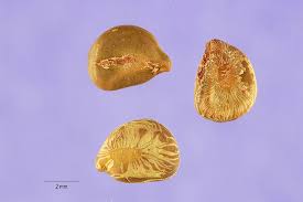 Image result for Senna sophera