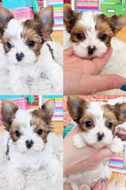 Angela kirk akc tiny male yorkie or akc female full yorkie. Parti Yorkie Breeders Near Me Yorkie Puppy Yorkie Puppy For Sale Teacup Dog Breeds
