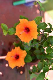 Hibiscus Hibiscus Plant Amazing Gardens Hibiscus