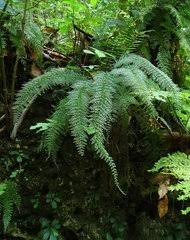 Image result for Asplenium musiraense