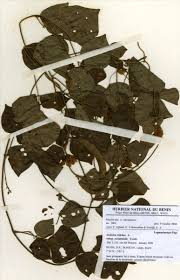 Image result for Dolichos trilobus