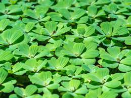 Biofiltration using water lettuce, water hyacinth, and giant salvinia is an excellent. Water Lettuce Pond Plants How To Grow Water Lettuce