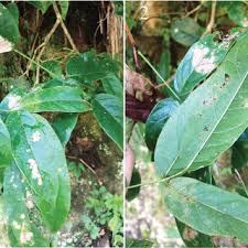 Image result for Millettia eetveldeana