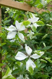 Image result for Lankesteria alba