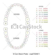 Tooth Chart Human Teeth