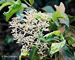 Image result for Gaertnera