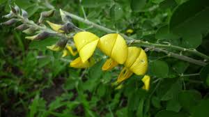 Image result for Crotalaria capensis