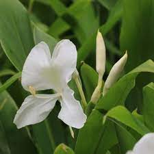 Hardy White Ginger One Green World Lily Plants Edible Garden Edible Plants