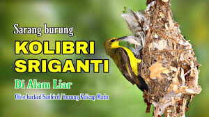 Dalam mitologi hindu, burung garuda merupakan kendaraan dewa wisnu. Cheiko Sairin Youtube Channel Analytics And Report Powered By Noxinfluencer Mobile