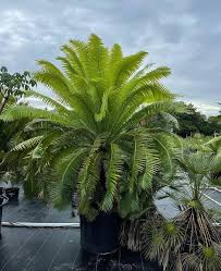 Image result for Encephalartos umbeluziensis