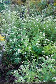 Image result for Ageratina vernalis