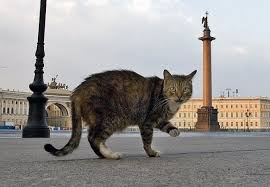 Петербургские сообщества piter_my_city в жж. Vsemirnyj Den Peterburgskih Kotov Piter Online