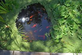 We did not find results for: Jian Liu Pond Azolla Water Lily Water Lettuce Watercress Water Chestnuts Water Spinach Kang Kong Water Parsley Water Celery Local Food Connect