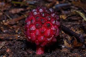 Image result for Balanophoraceae