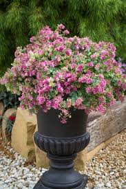 The leaves and seeds have a sweet anise flavor and are. Origanum Bellissimo Pbr