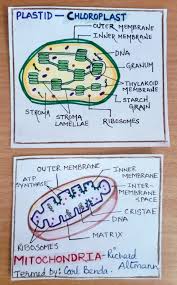Let us see the differences…. Chloroplast Mitochondria Biology Notes Science Notes Basic Anatomy And Physiology